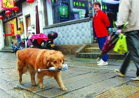 狗狗雨伞，独特的陪伴与关爱